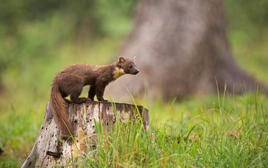 Pine martens | Forestry England